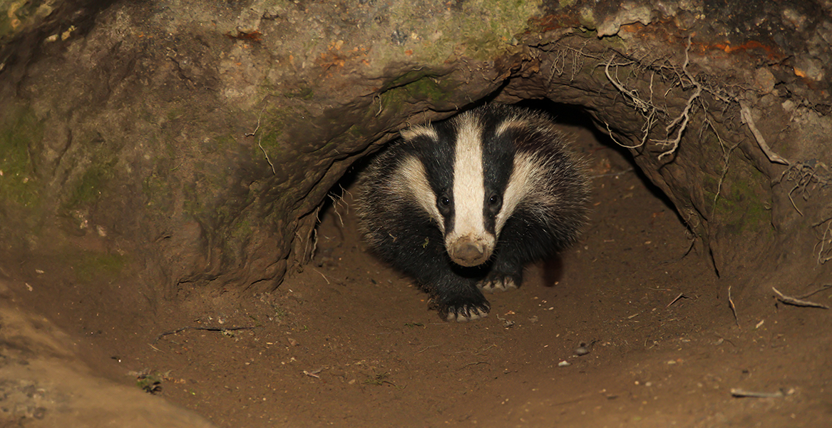 Badger in a badger sett